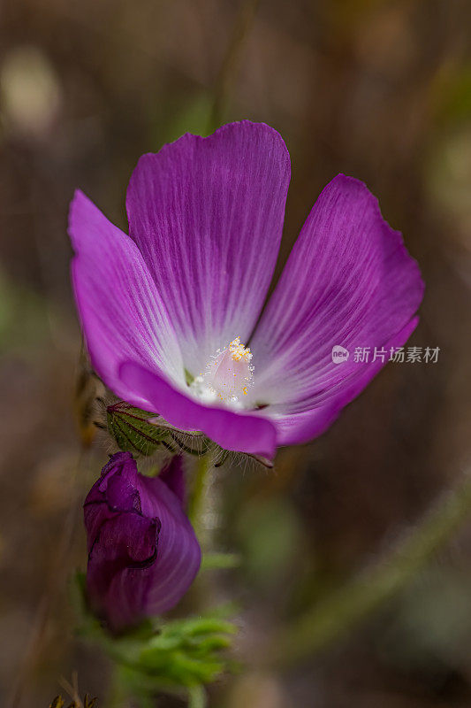 锦葵(Sidalcea diploscypha)是锦葵科开花植物的一种。它是加州特有的，生长在该州中部的林地和山谷中。索诺玛山保护区，索诺玛县，加利福尼亚州